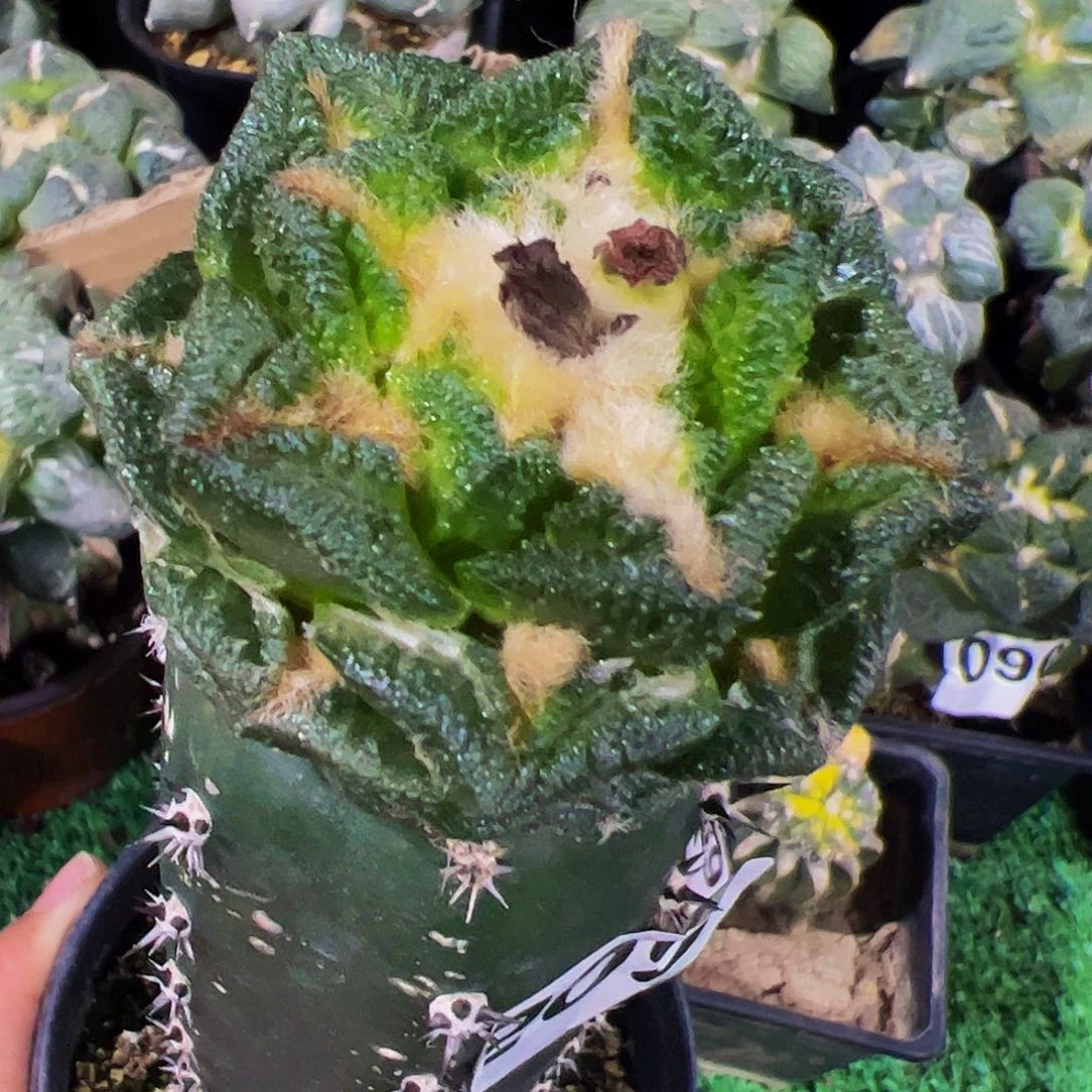 无花朵隔尤辛顿牡丹209