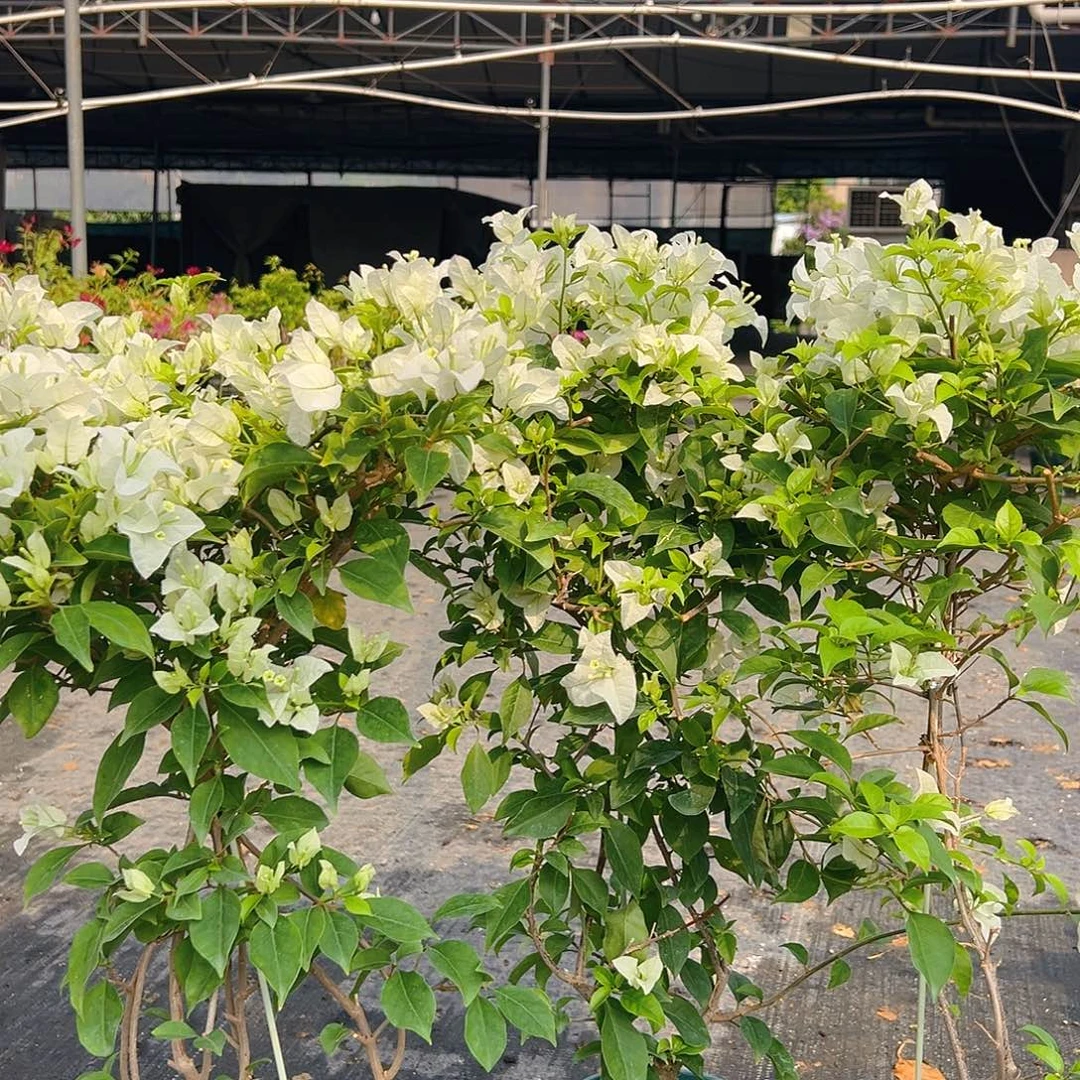 当前无花栽培后可以开花白雪公主带竹一棵