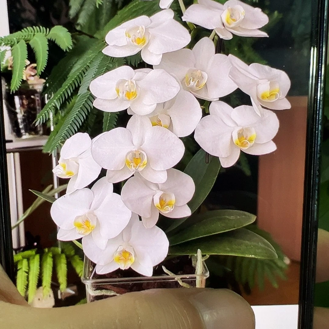 当前无花栽培后可以开花阿玛双剑，凑单