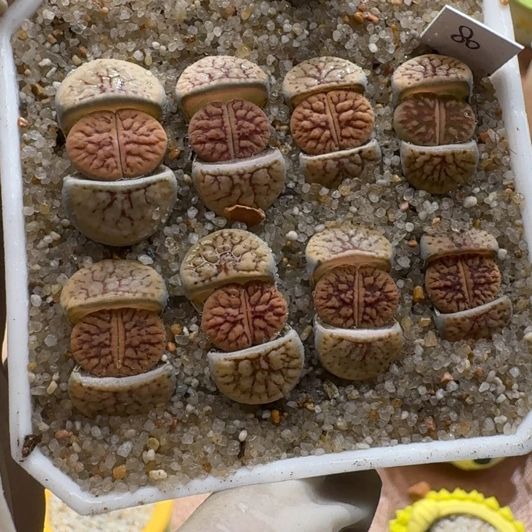 鲸***喜1121-048线招福生石花花