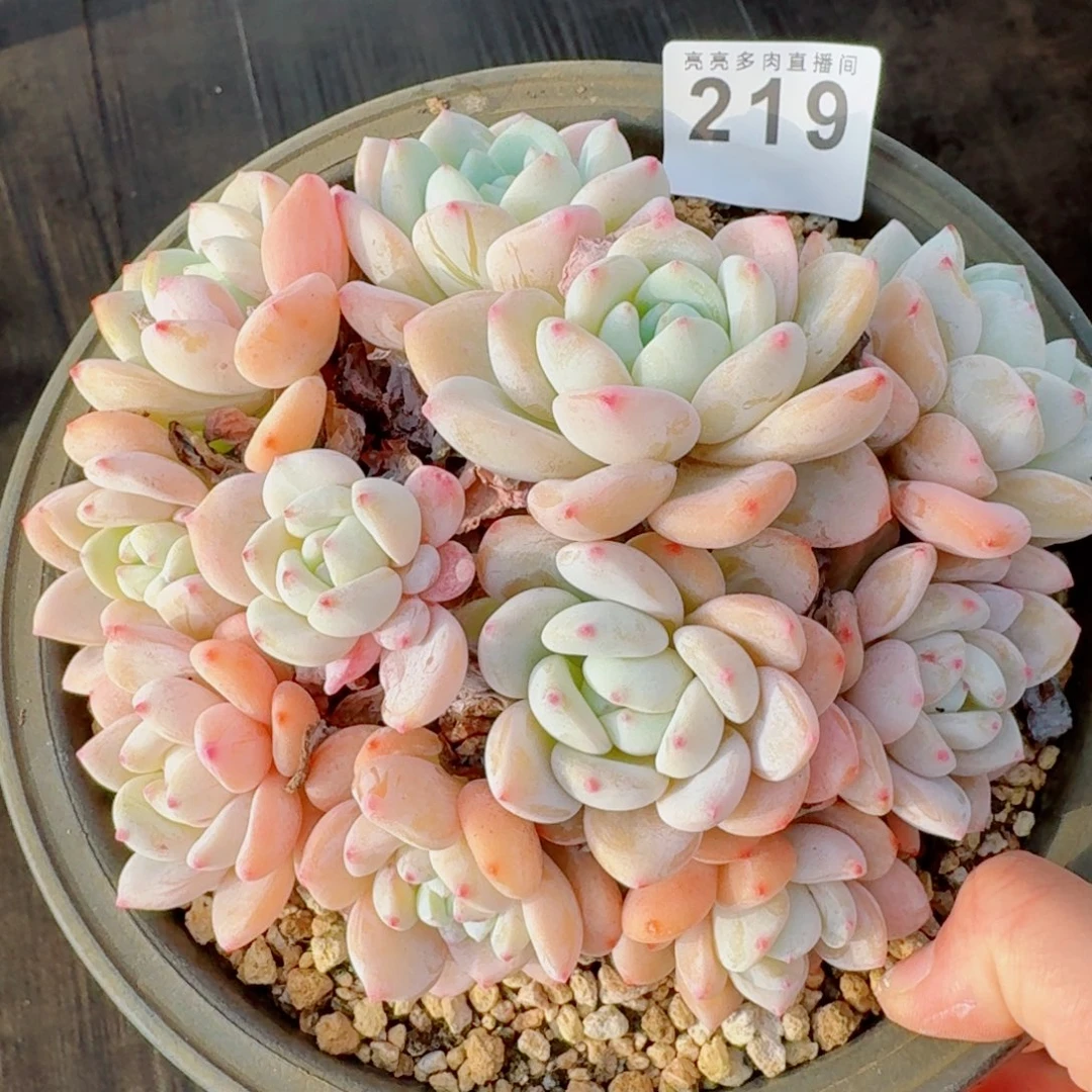 冷香群生整装无砍