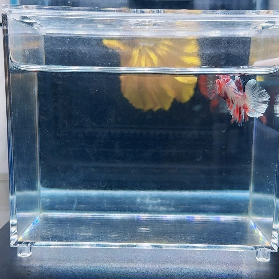 斗鱼活体观赏鱼好养耐活
