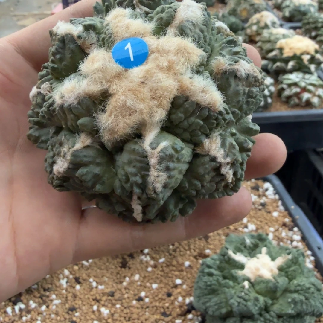 仙人球开花一个福利品有跟