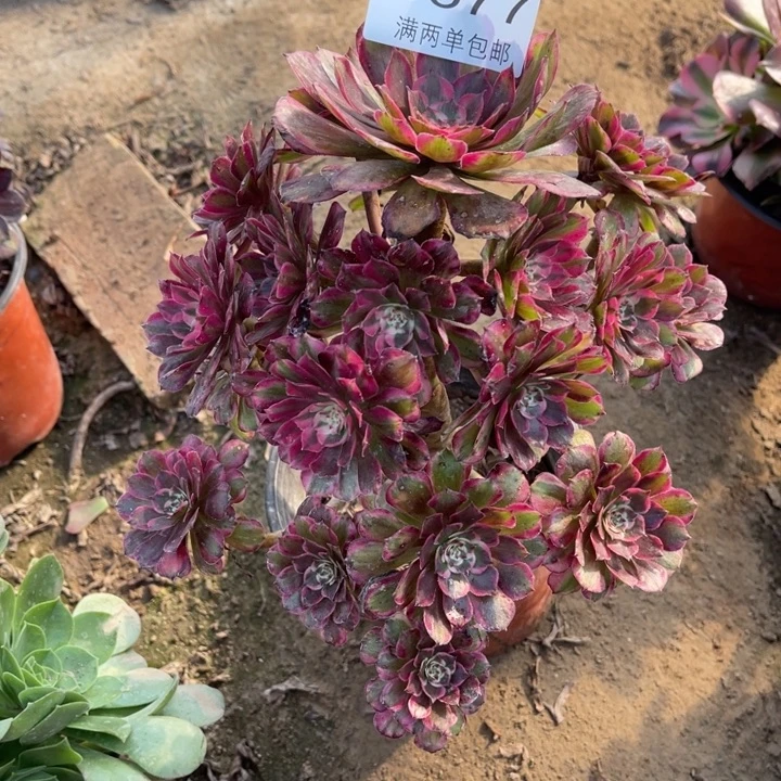 6577霁月多肉的多肉