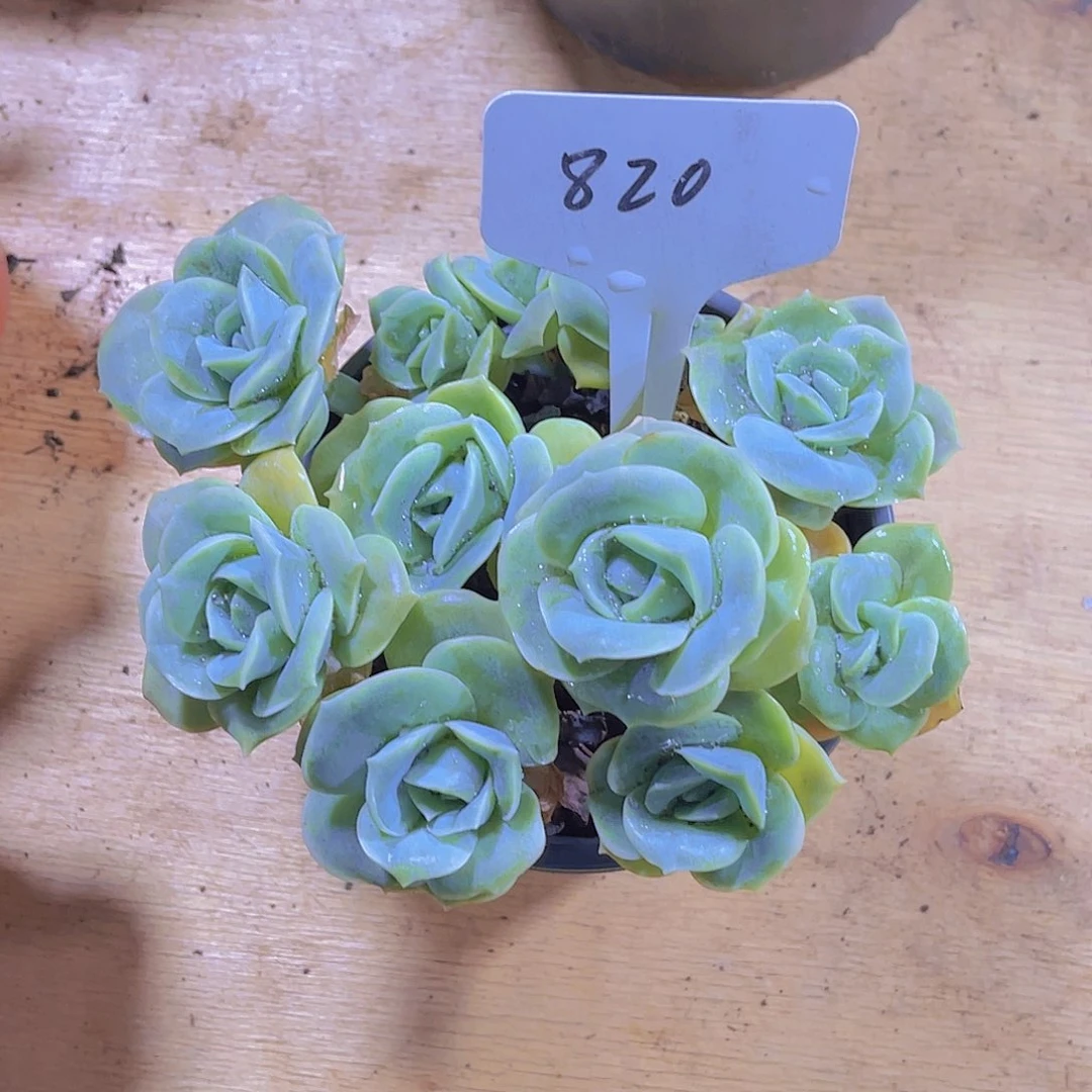 偷***鱼0000000000000000820