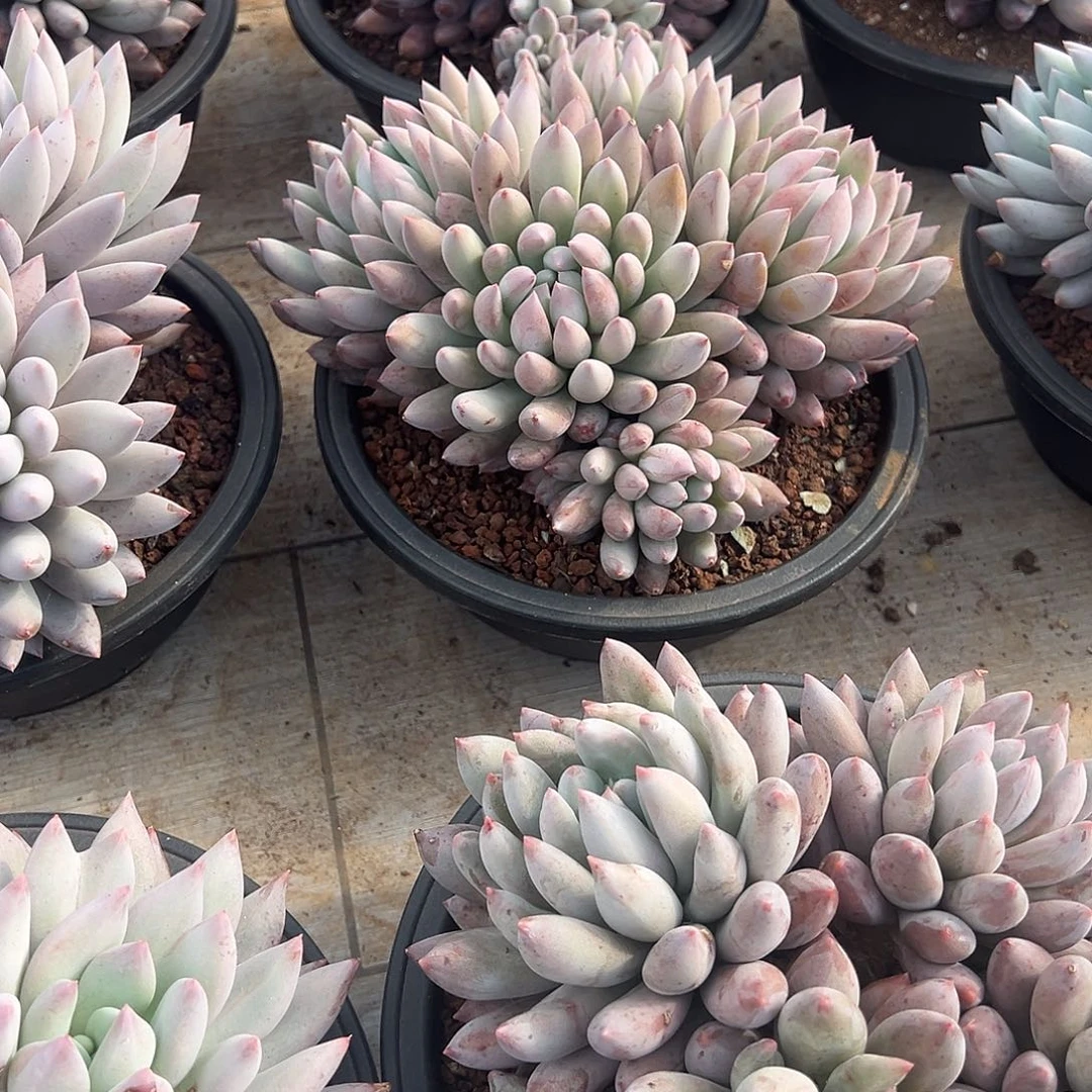 所罗门精控群的20厘米可挑