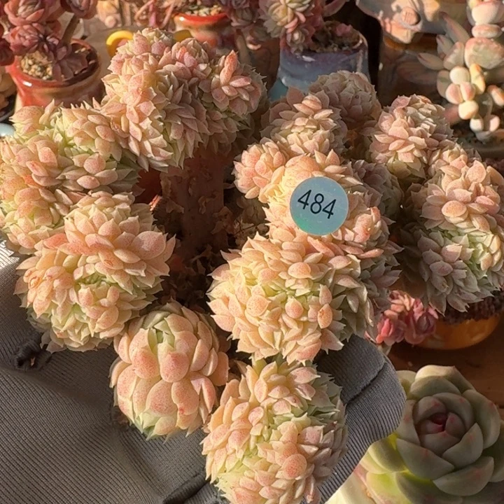 依*484多肉哈哈哈哈哈