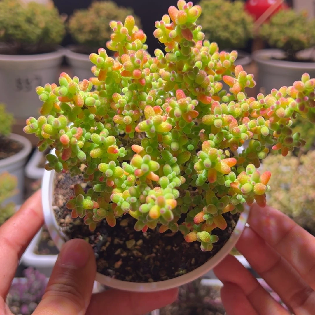 549金桔一物一拍包开箱