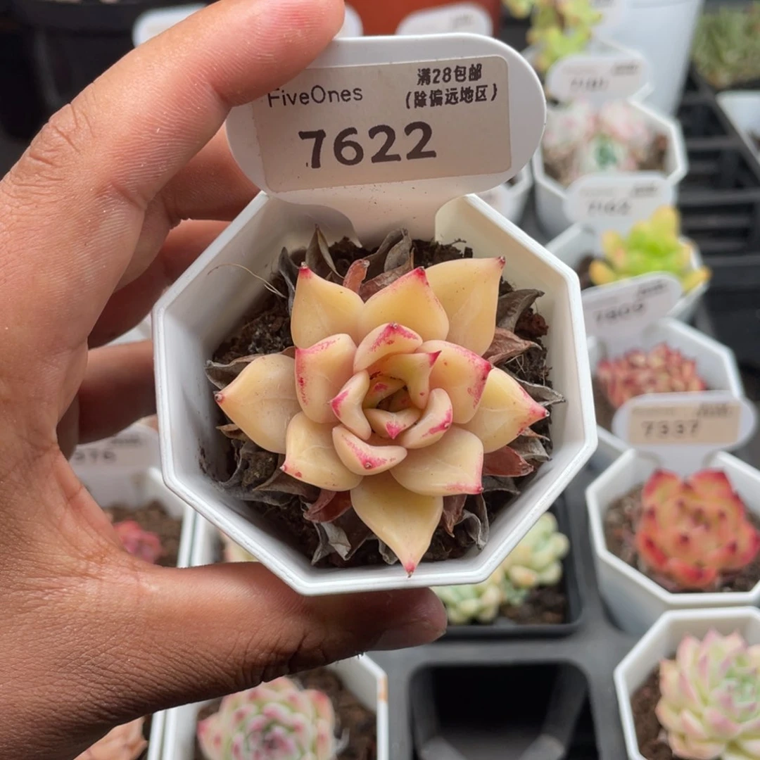 7622饺子皮4.5厘米