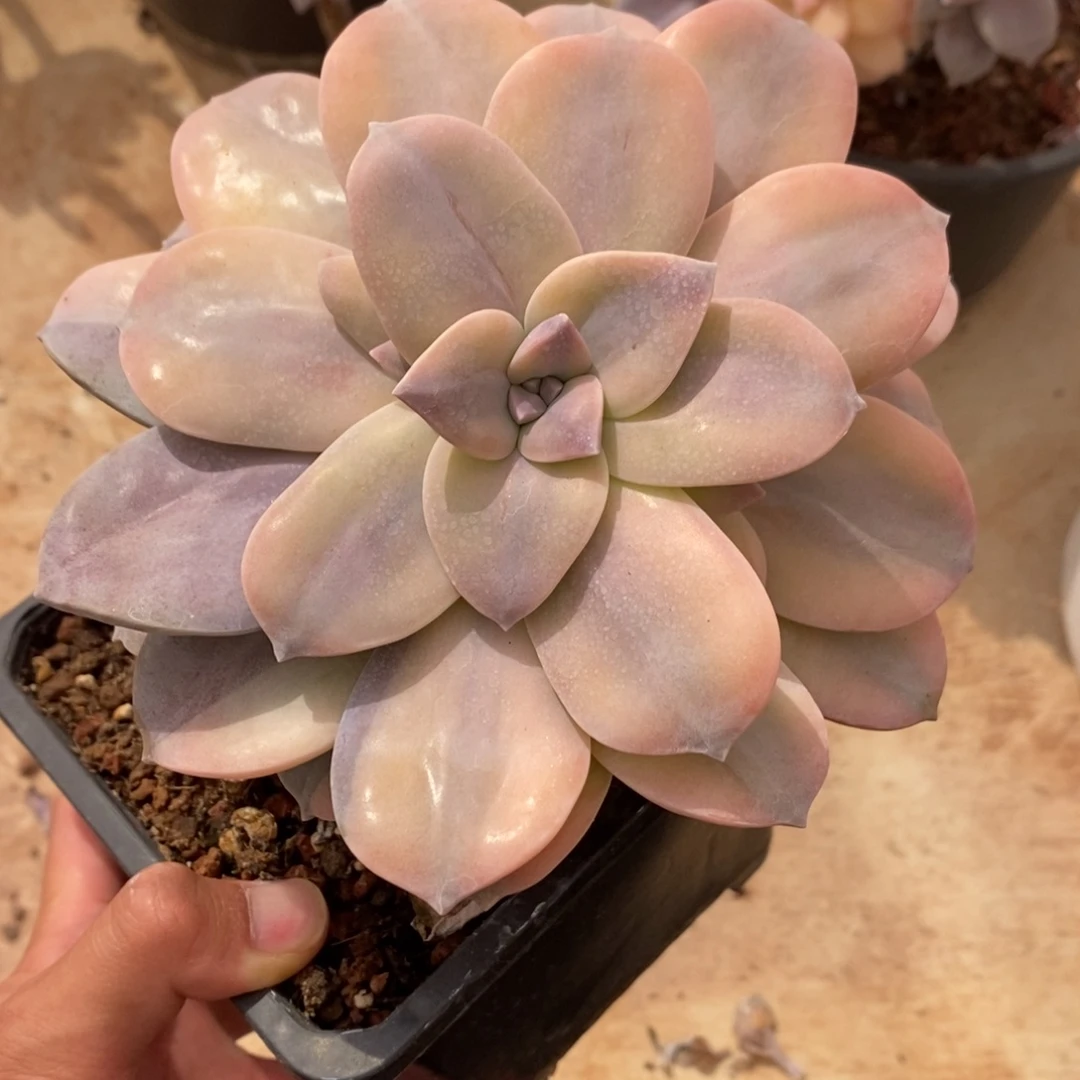 华丽风车多肉植物8414