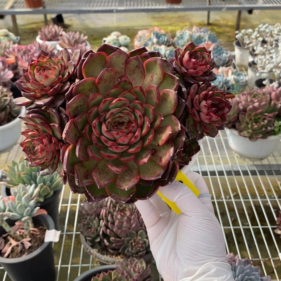 608不知名一物一拍