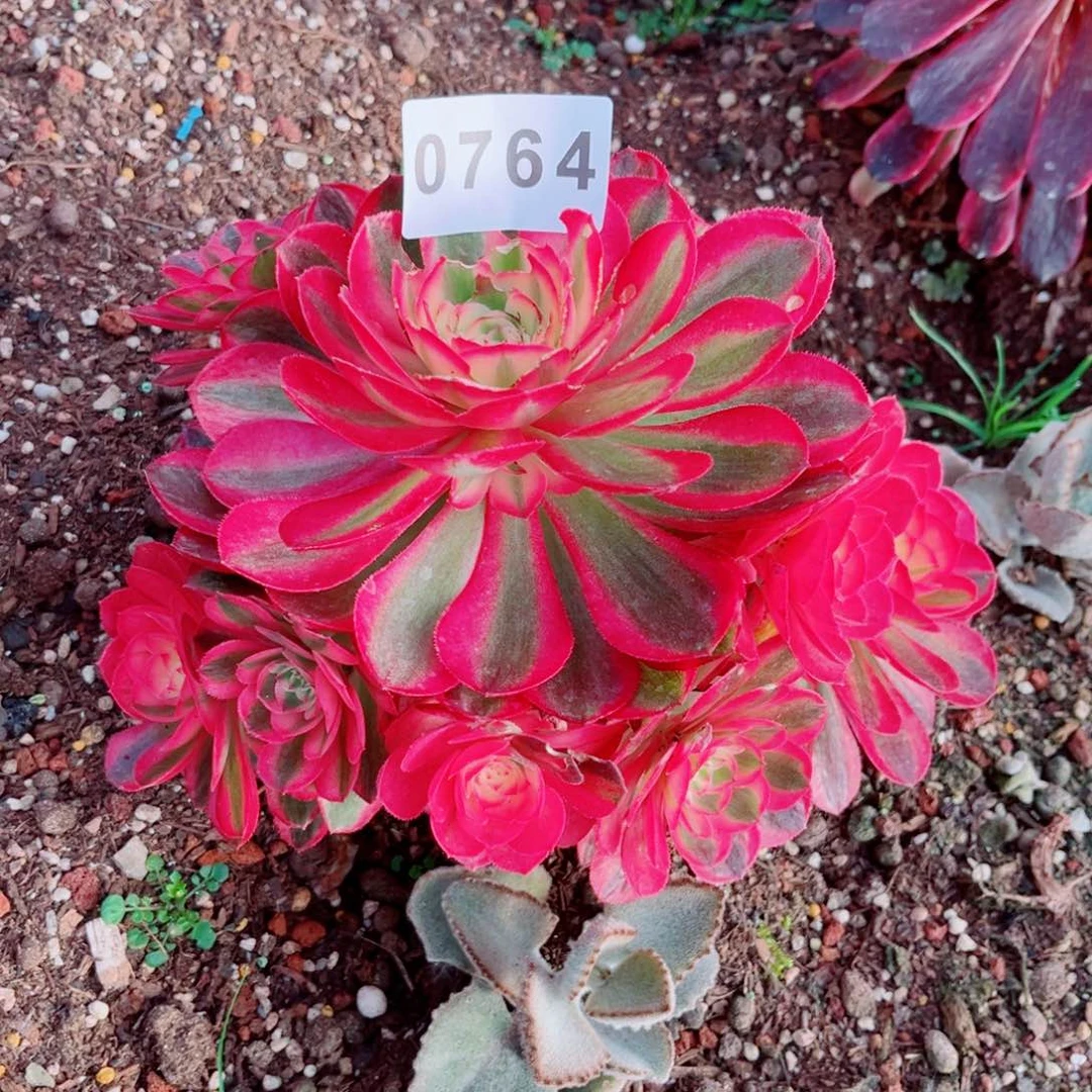 荔枝多肉发货发货