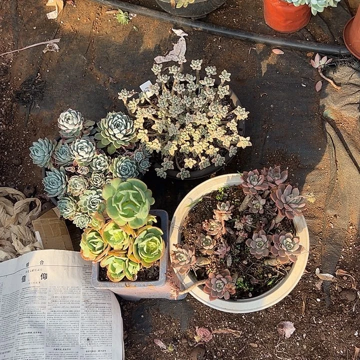 ?**?多肉植物实物24