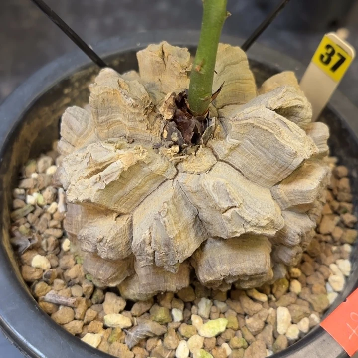 12号日系龟甲龙带盆包邮不退不换