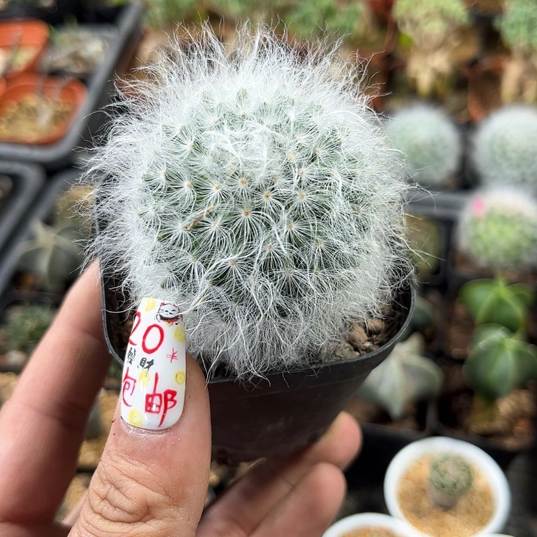 白云高沙石化单头发货有根