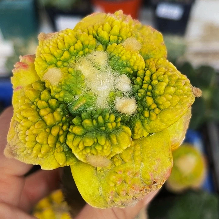 无花朵福利大尤哥怒牡丹锦590小瑕疵