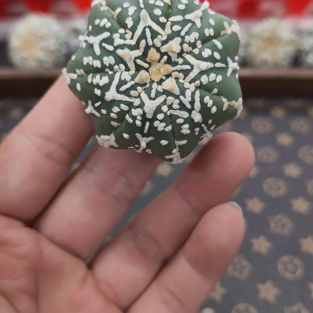 海星体连线美纹琉璃V兜