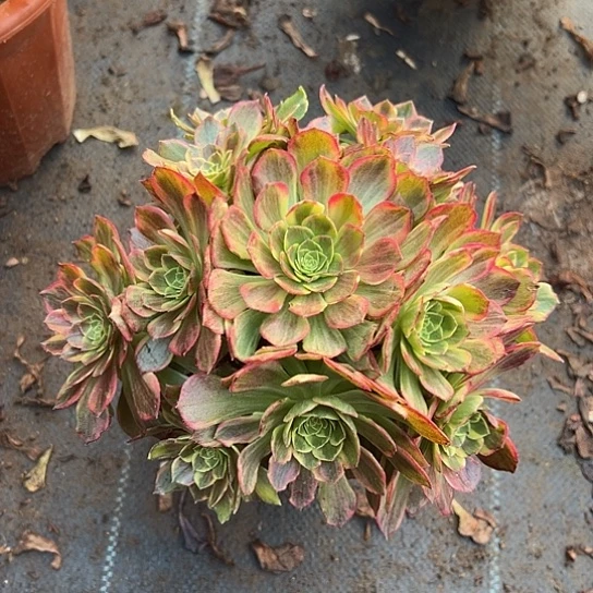 一颗万黄多肉法师植物