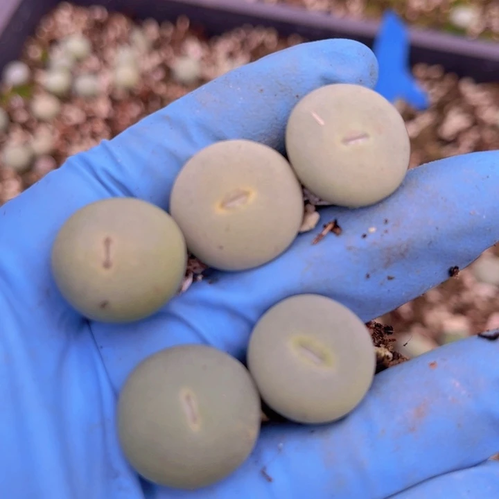 五颗小红嘴8888888888