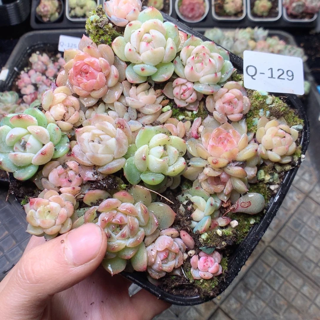 无花朵Q129 yyyyyyyy