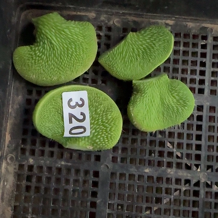 高***姐无花朵青蛇缀头320