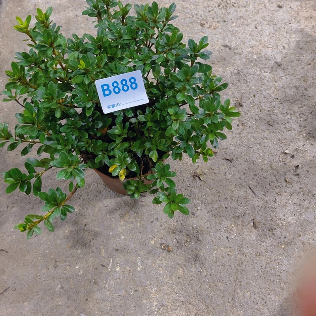 无花朵直播时间一定一起