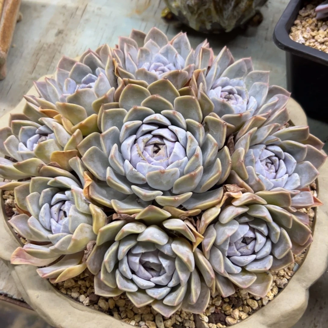 汉堡38 零零多肉植物