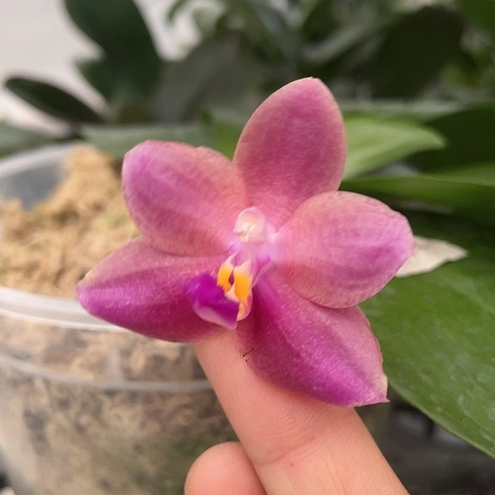 完全开放幻彩果冻22052 5寸带花根很少介意勿拍