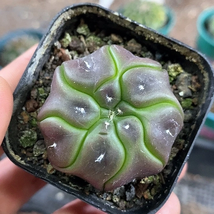 凌*孤品实生紫皮海星龟甲兜福利