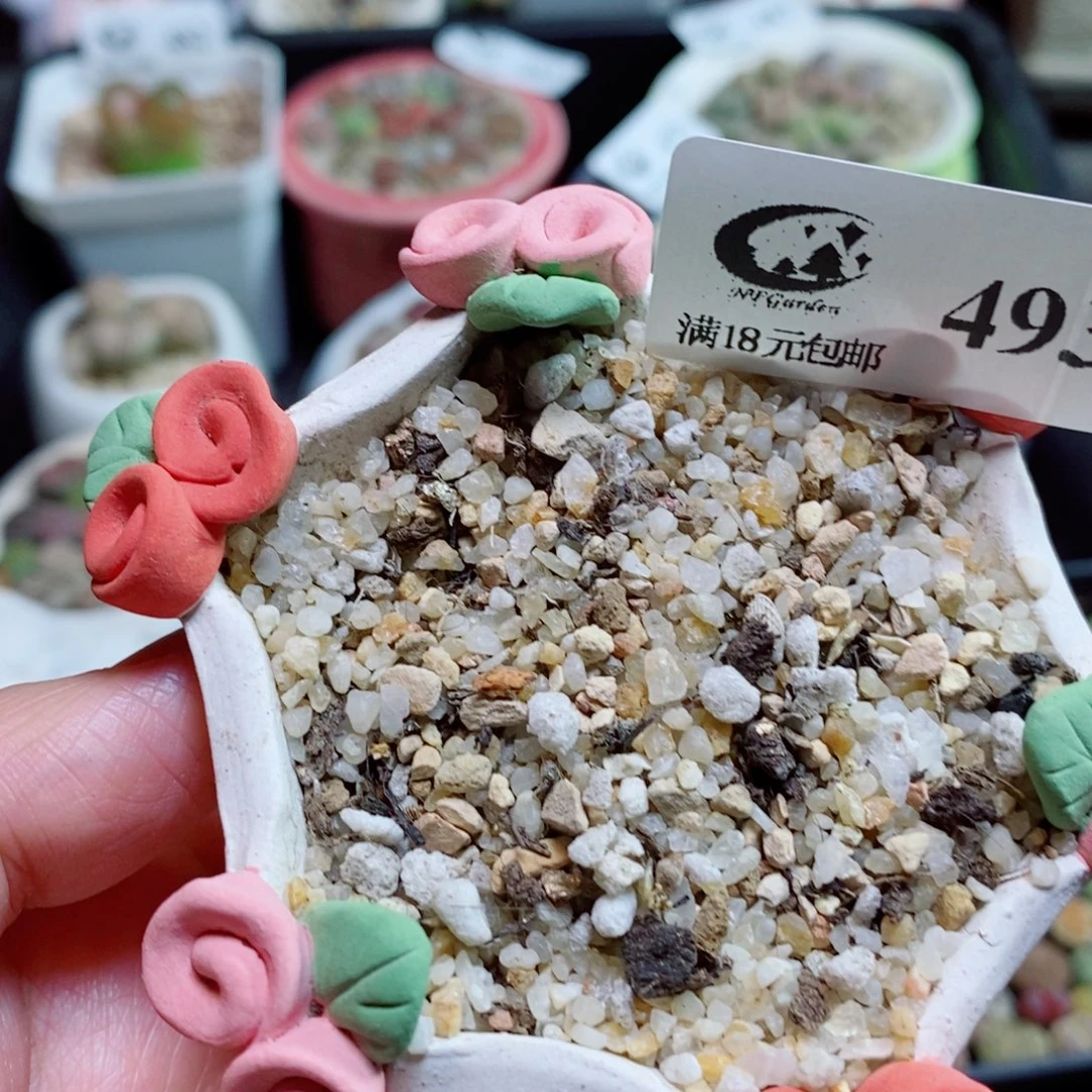 *****生石花花花花开了493