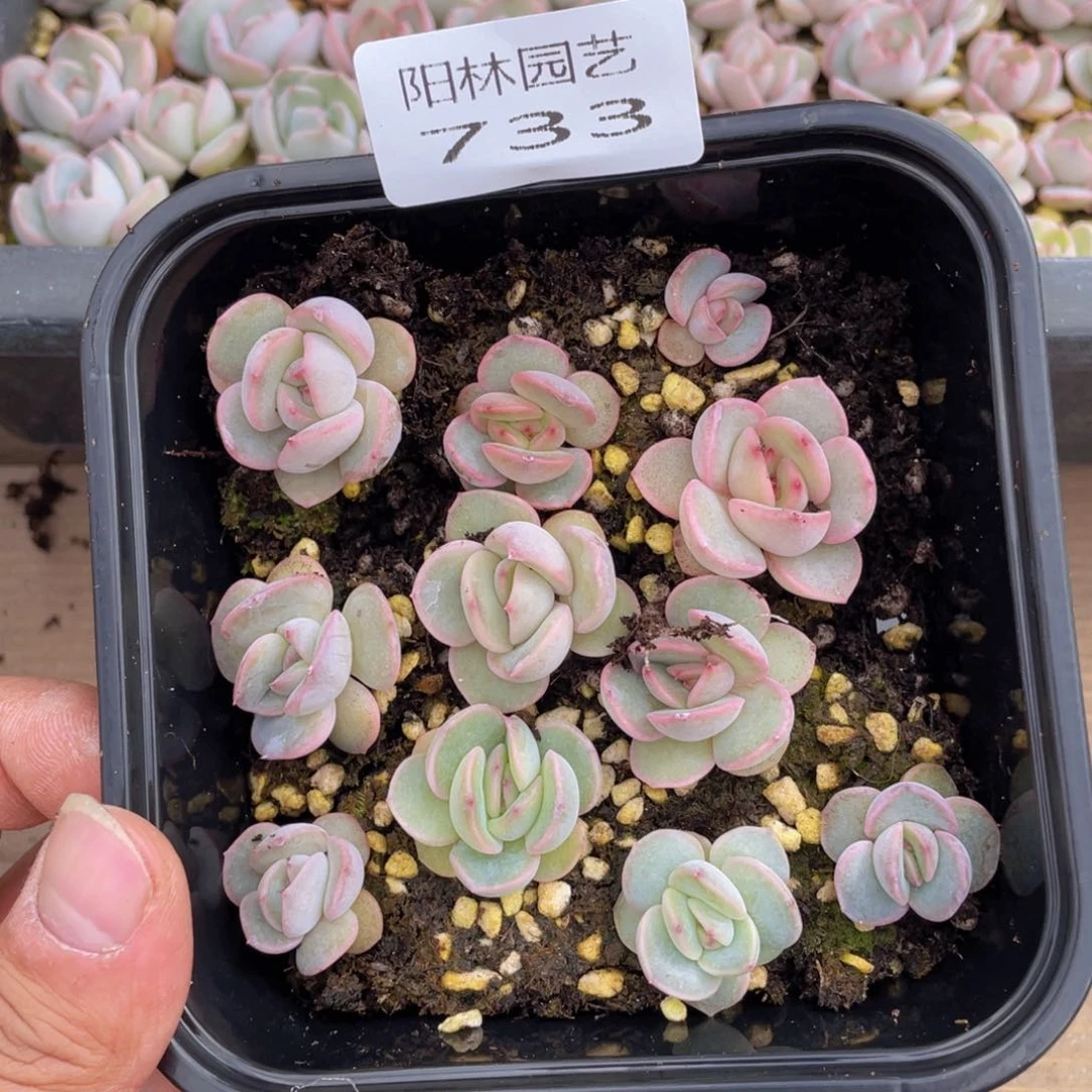 多肉植物多肉植物733