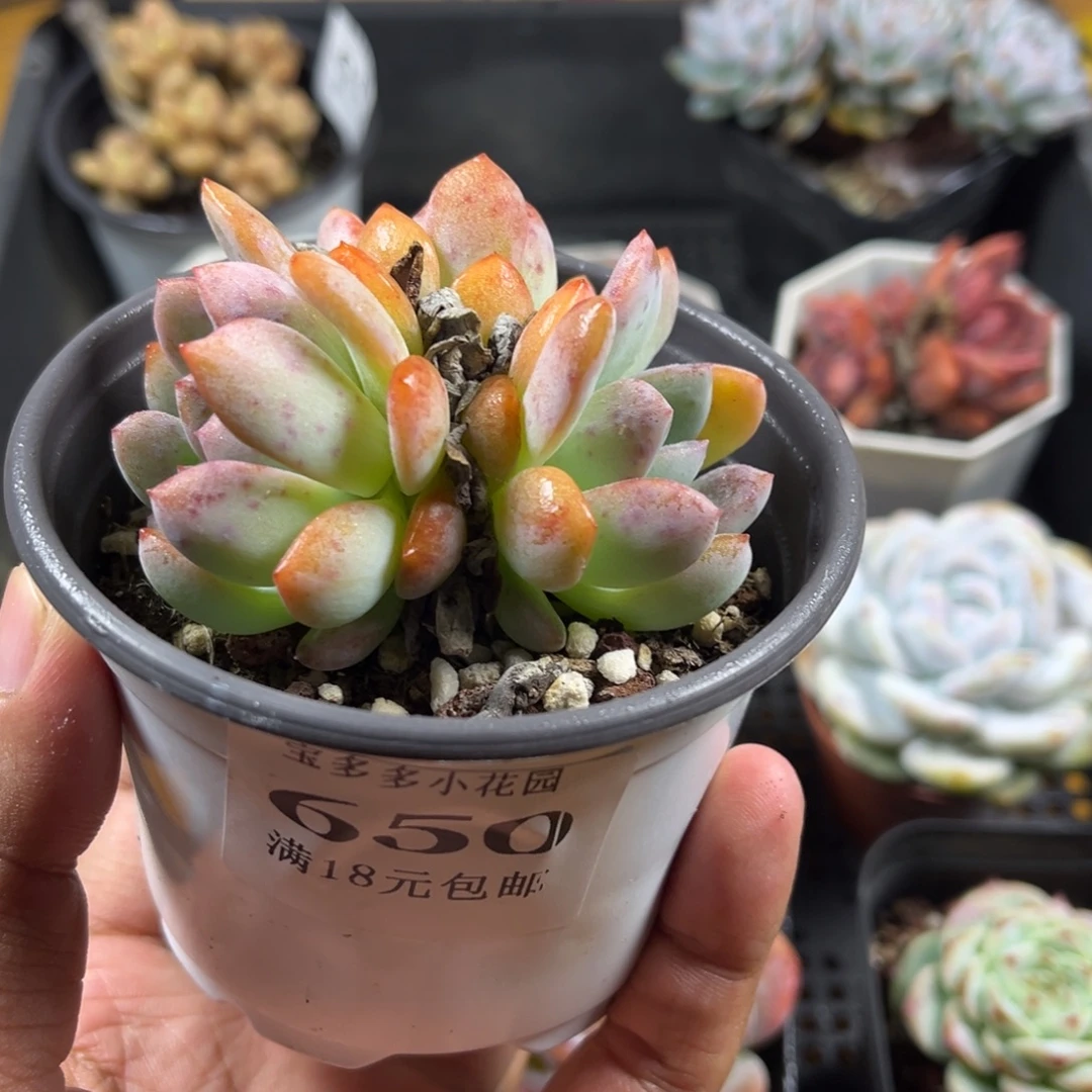 三头全明星到手一颗满18包邮满26送一颗精品小肉肉