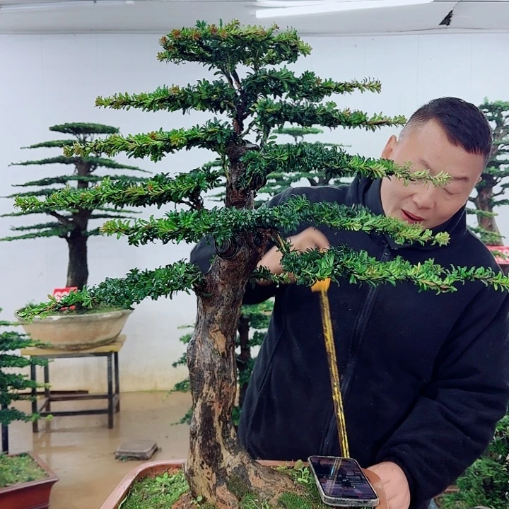 完全开放我****中盆景园林……