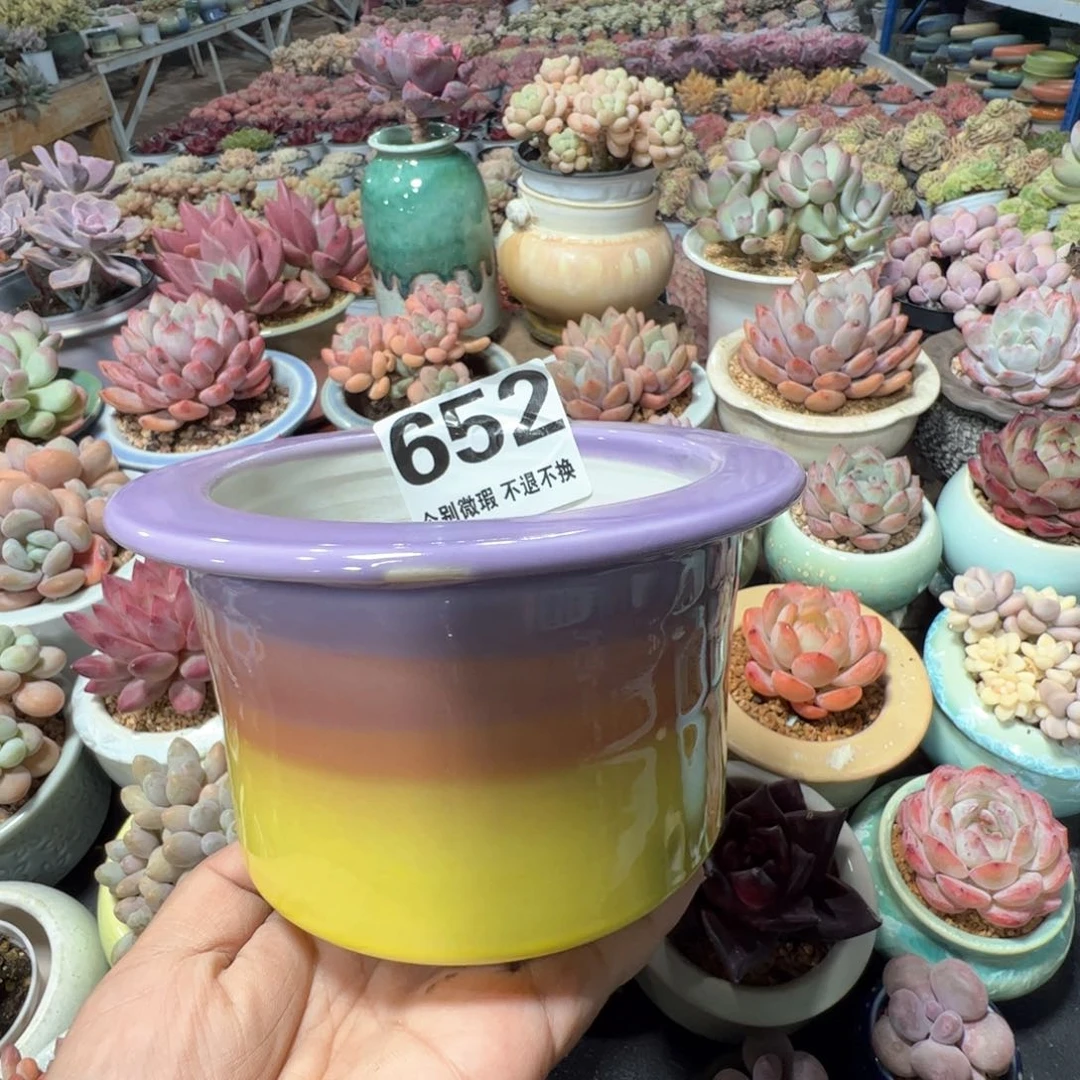 花盆满50发货 内口9