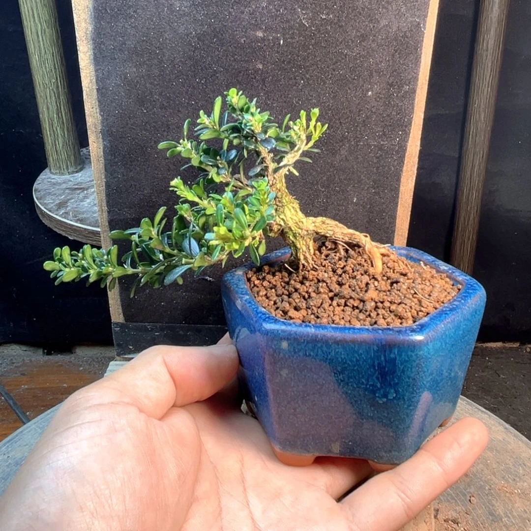 旺***仔无花朵凤米黄杨一物一拍