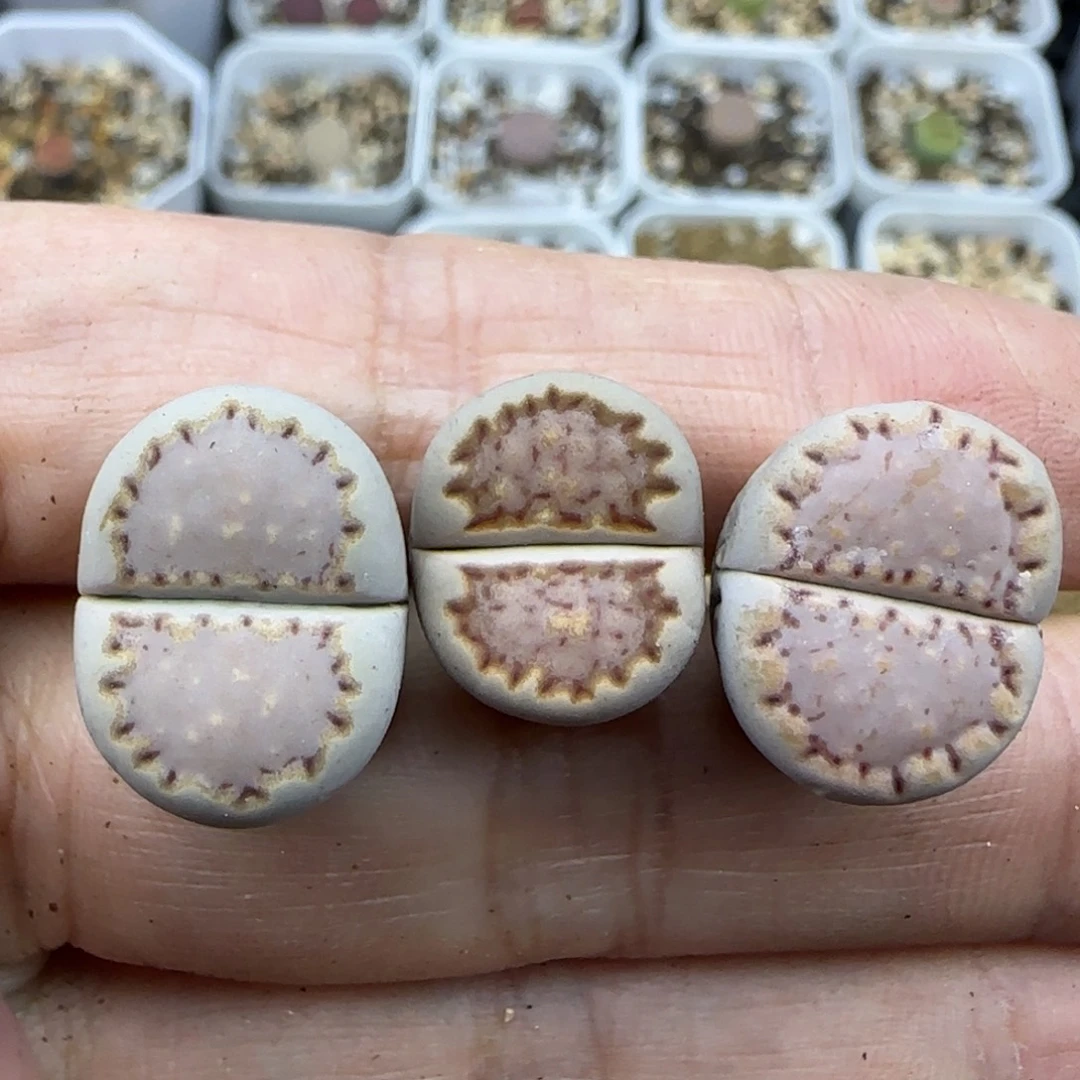 228饼干清框福利30包邮