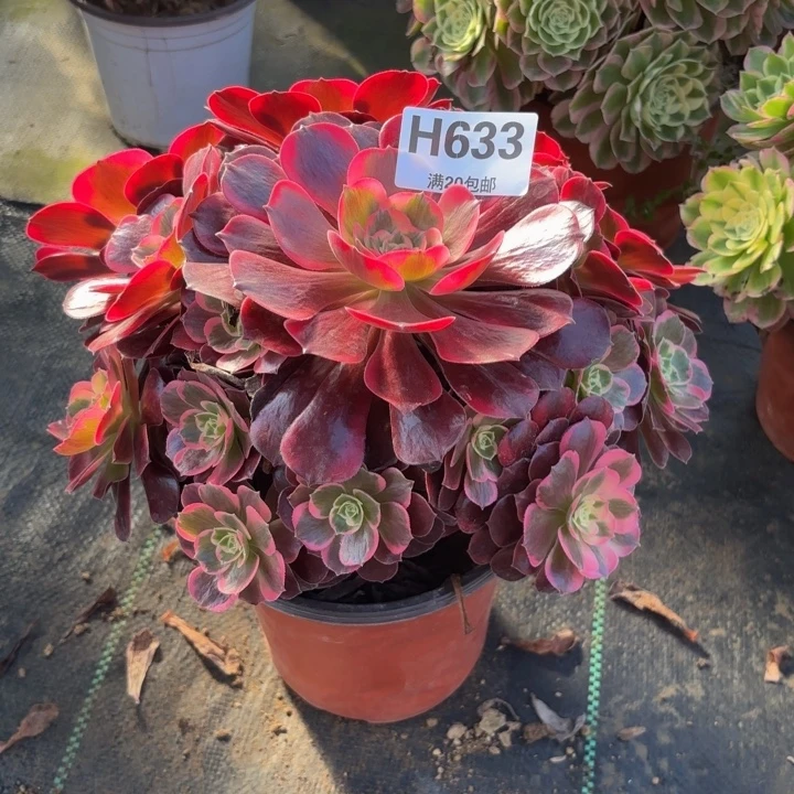 瑞妈，，。。633美杜莎，