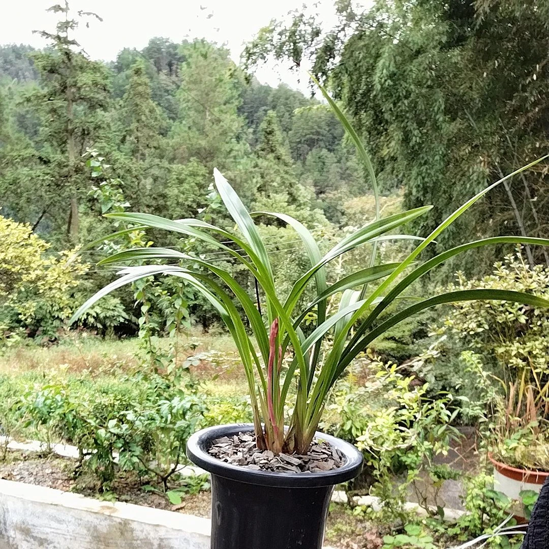 各种建兰老种兰花开品，漏风漏雨养殖苗，直播间一物一拍，看好下单