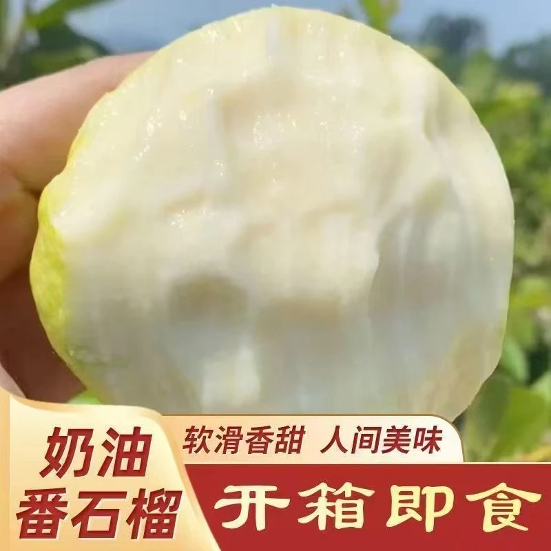 广西正宗黄金奶油芭乐软香果白心芭乐应季新鲜水果