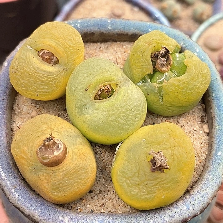 单头黄金蟠桃一颗