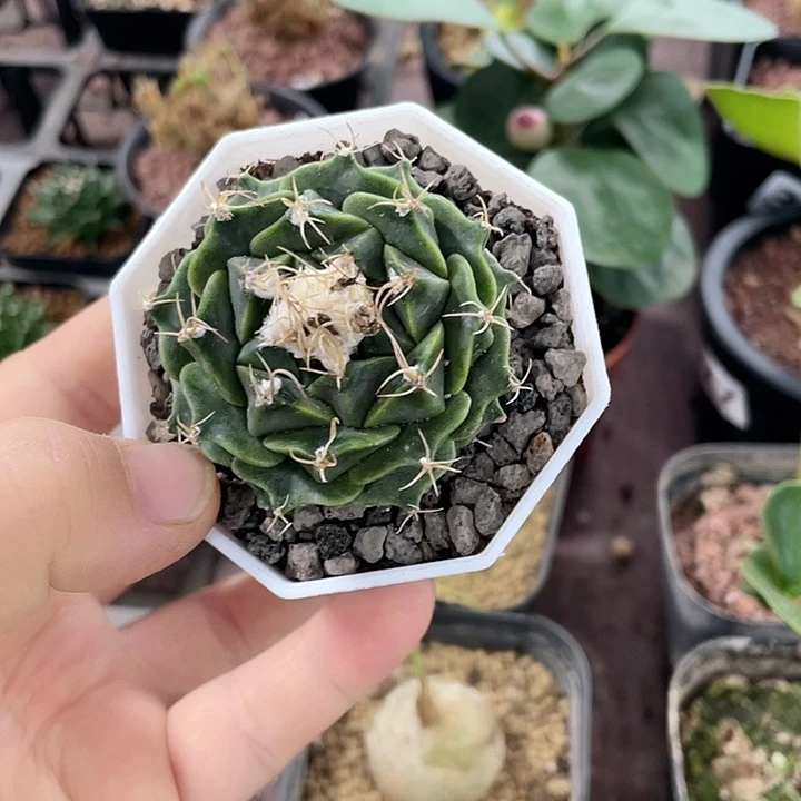 515蒂冠仙人球植物