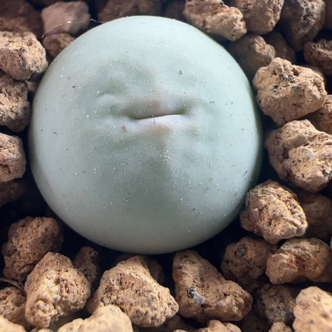 0569/v嘴/1545/三年