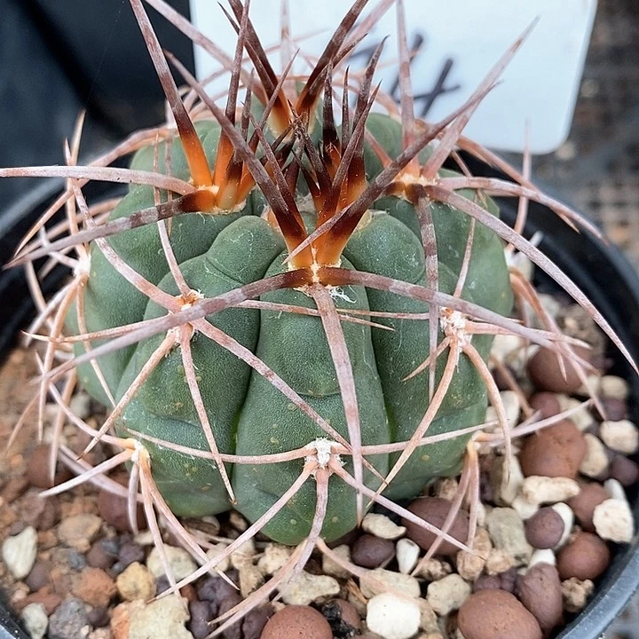 孤品实生狂刺天琳玉94号