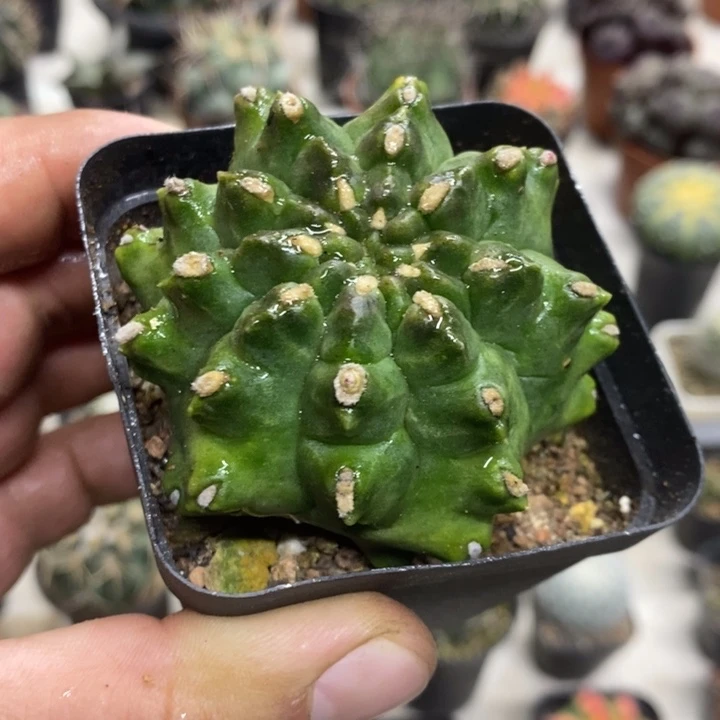 龟甲牡丹特价福利