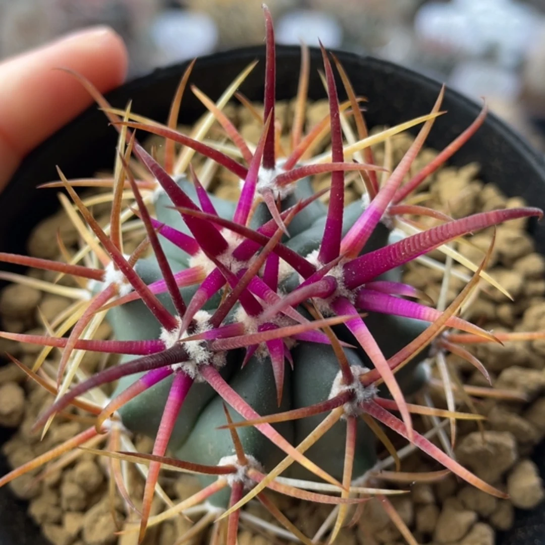 红刺金冠龙       实生根