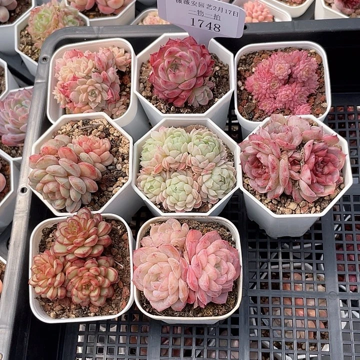薇薇安园艺多肉1748