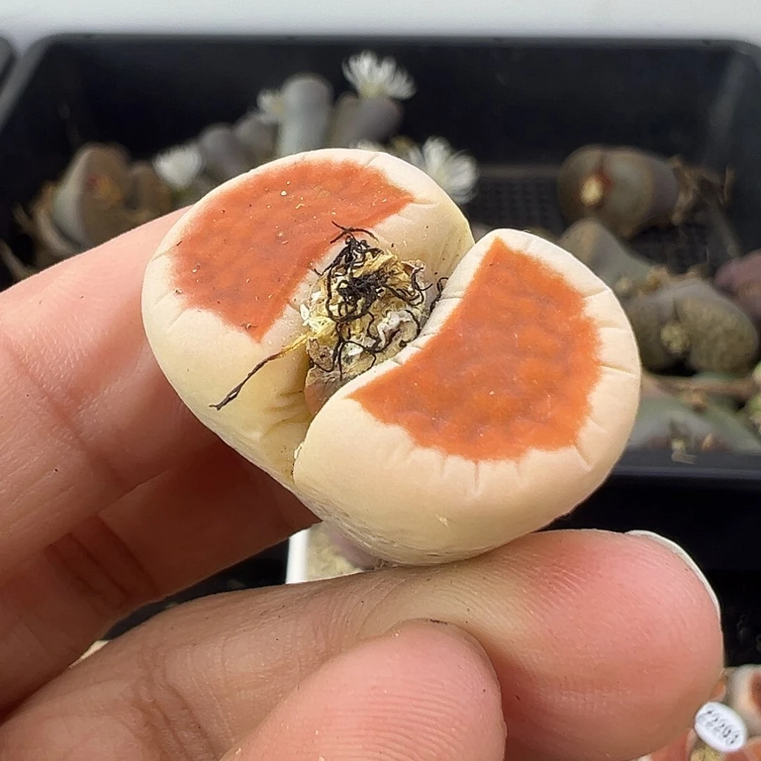 722生石花冰橙11111111111111111