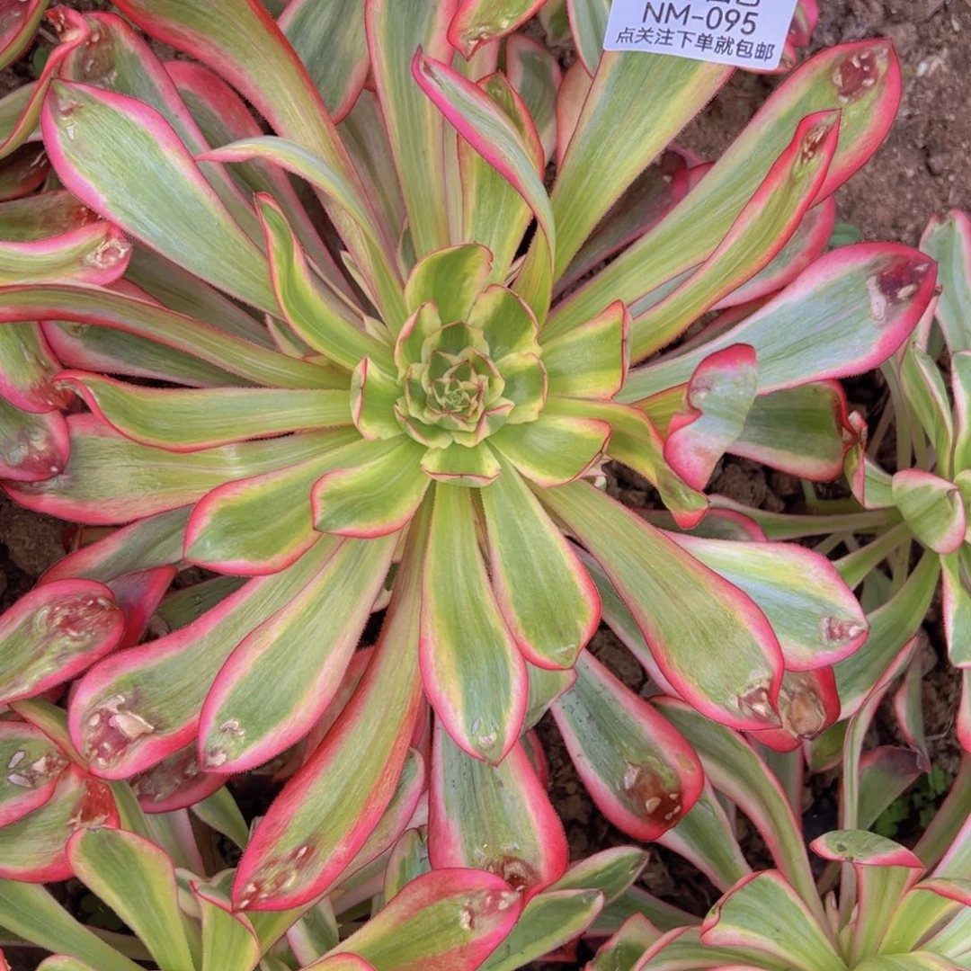 巫毒白手捧多肉植物叶片微焦095