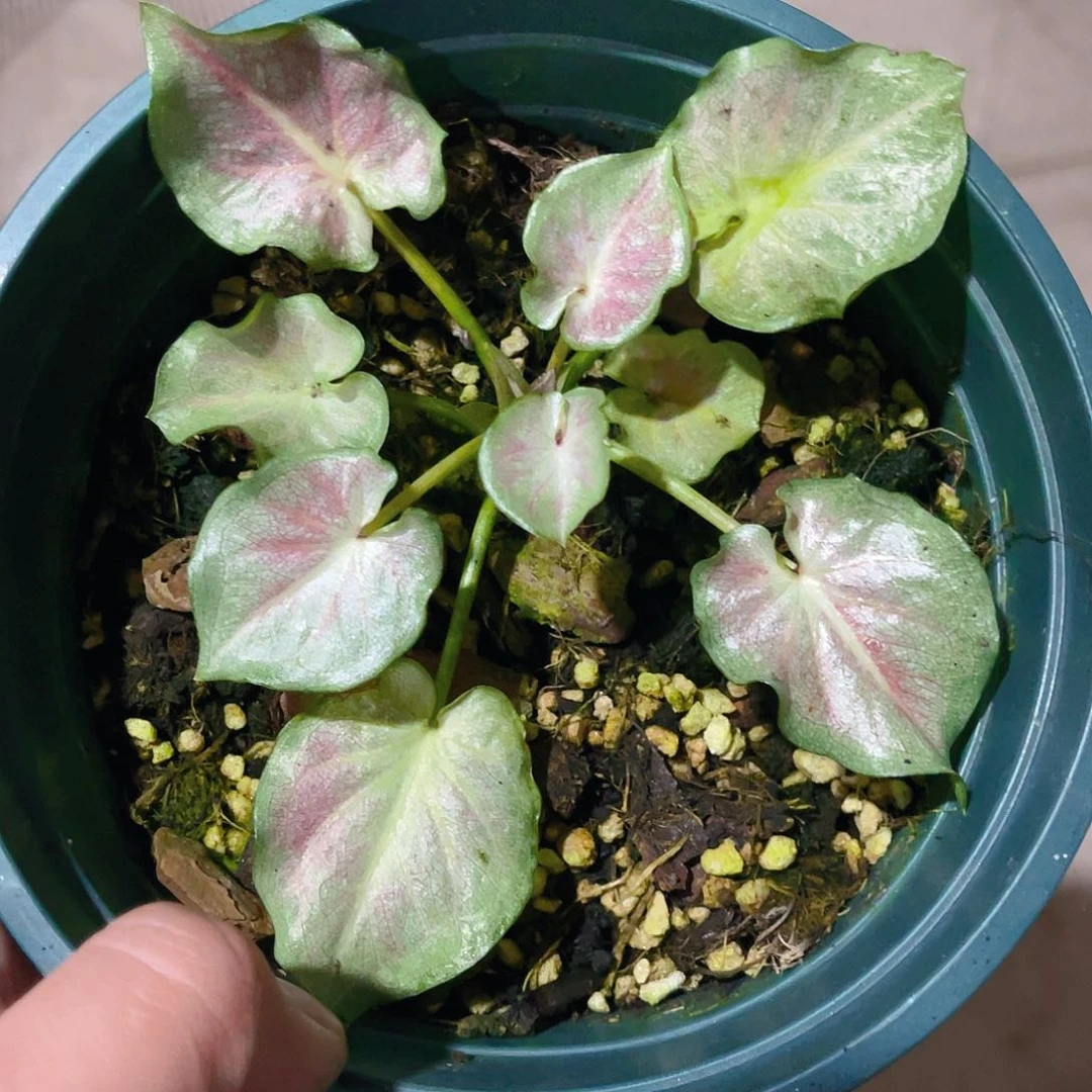 完全开放1580泰彩