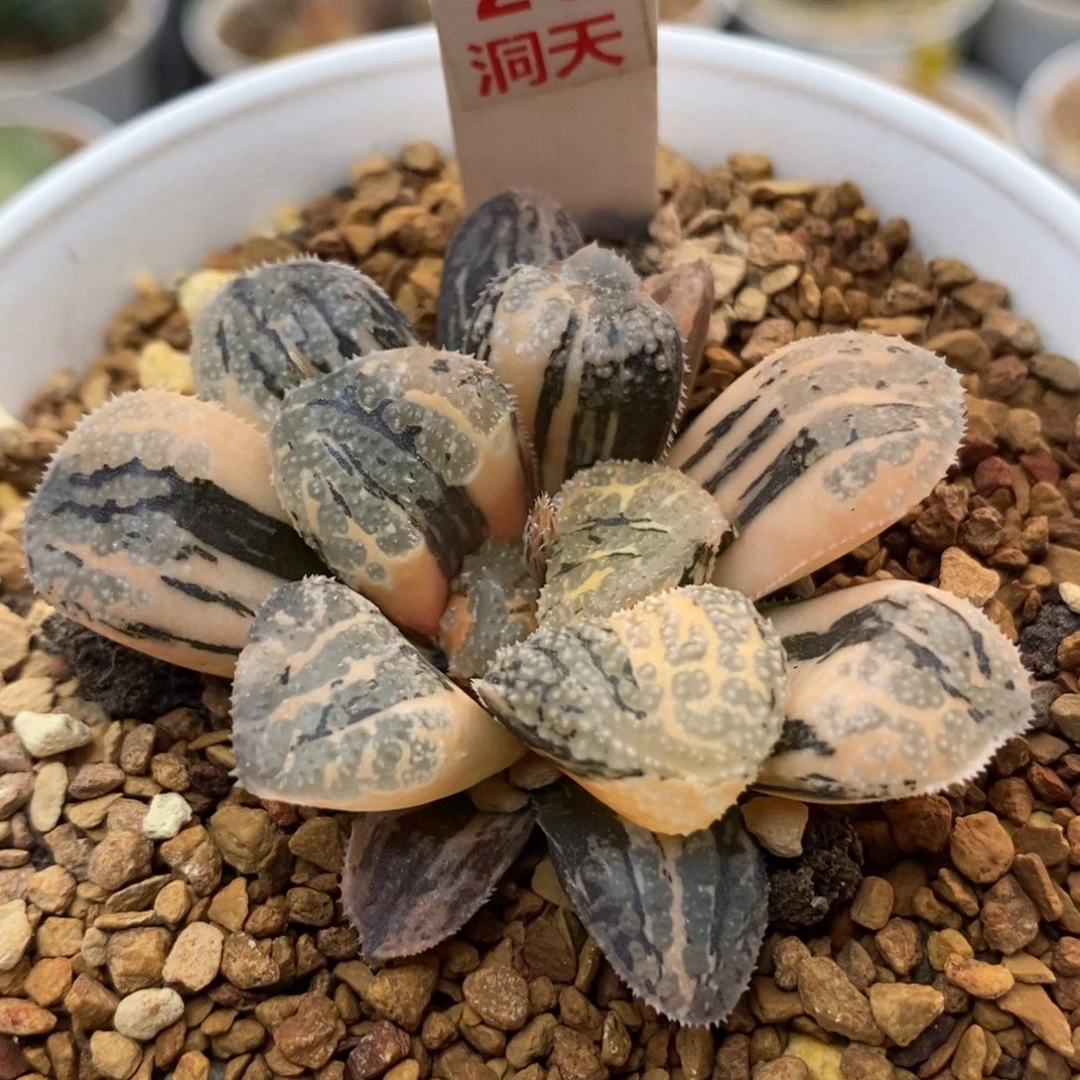 26摩多寿锦一物一拍